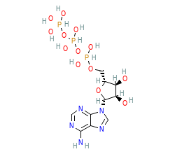 2D structure of the orthosteric ligand