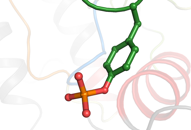 Screenshot of a phosphorylated tyrosine in CDK2